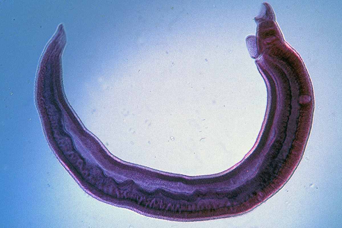 Allarme schistosomiasi: pericolo anche in Europa
